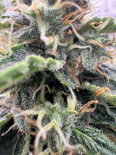Growreport Bild 6