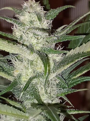 Growreport Bild 7