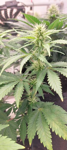 Growreport Bild 4
