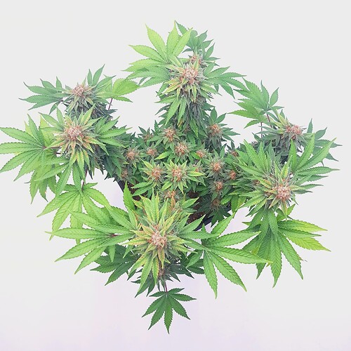 Growreport Bild 1