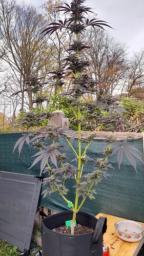 Growreport Bild 1