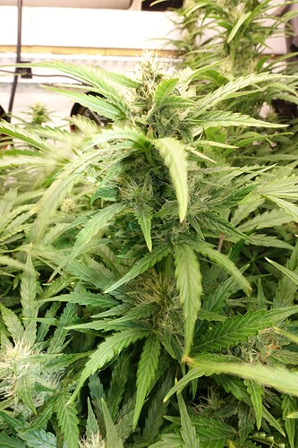 Growreport Bild 9