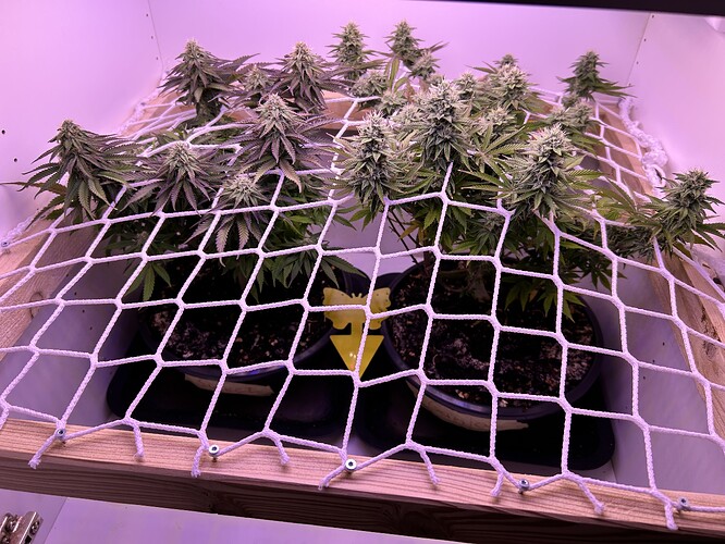Zwei Cannabis-Pflanzen in der Blütephase unter einem Scrog-Netz in einer Growbox.