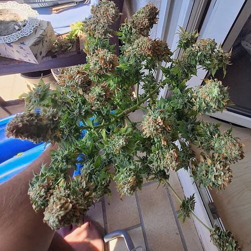 Growreport Bild 14
