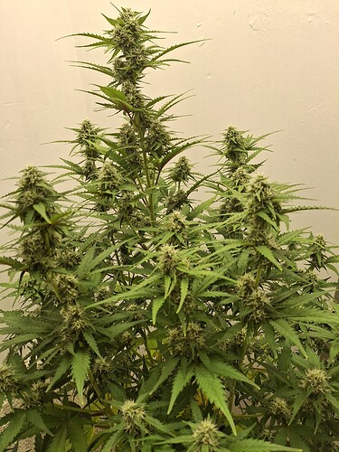 Growreport Bild 148