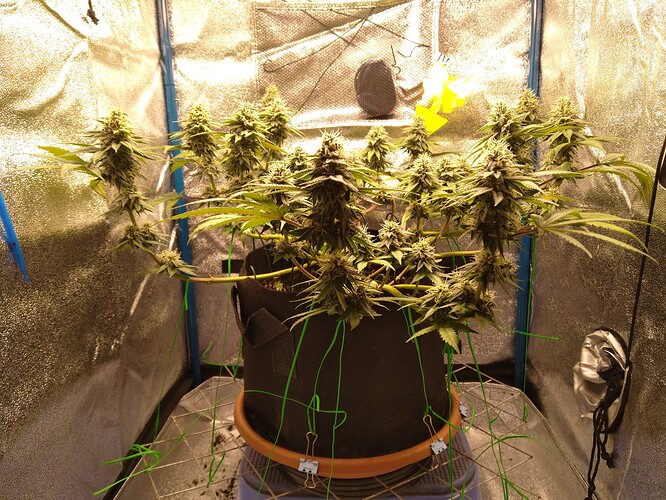 Growreport Bild 9