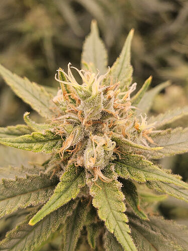 Growreport Bild 2