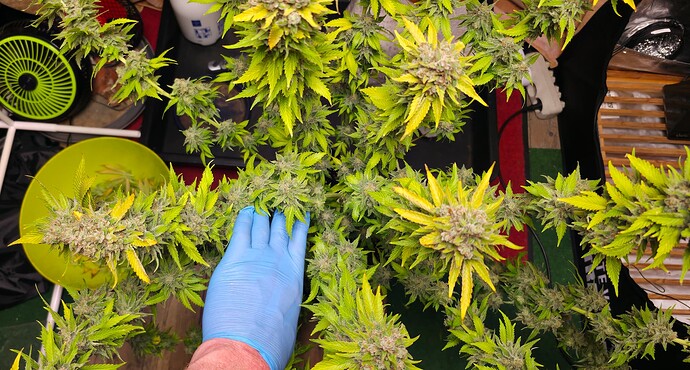 Growreport Bild 3