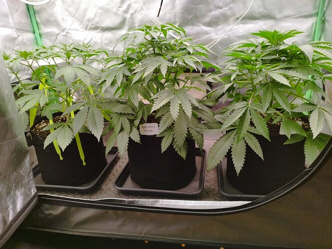 Growreport Bild 4