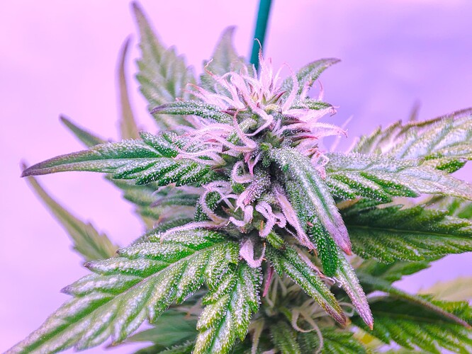 Growreport Bild 35