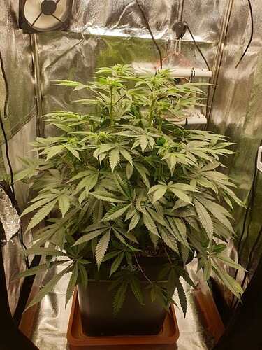Growreport Bild 2