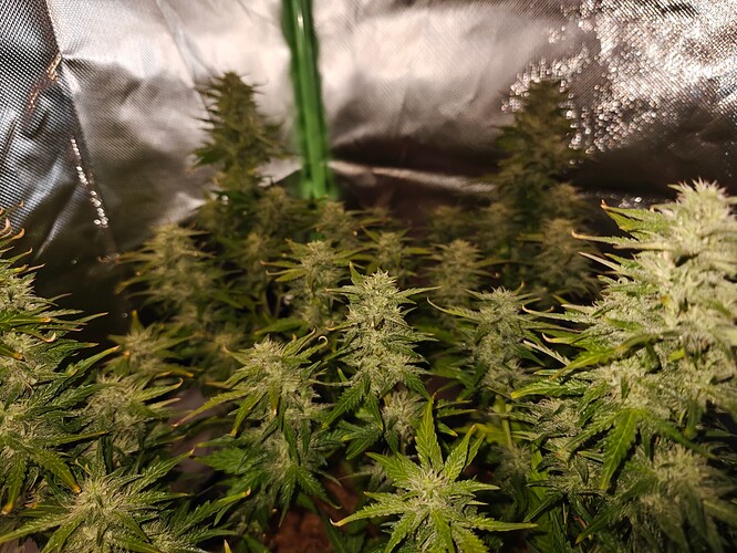 Growreport Bild 3