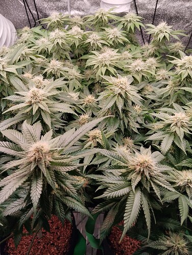 IMG_20250212_204730 - Kopie