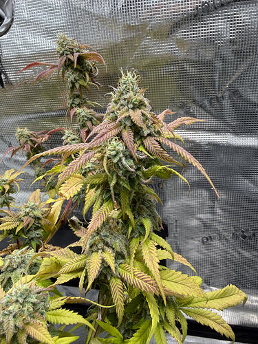 Growreport Bild 53