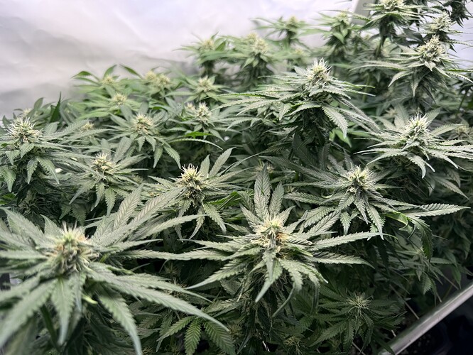 Growreport Bild 24