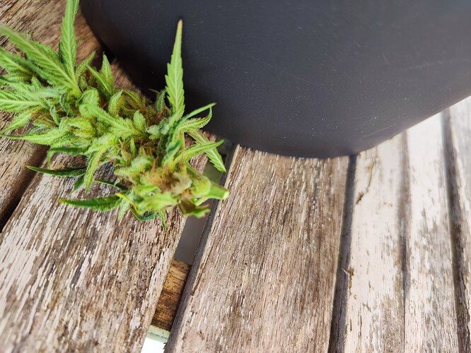 Growreport Bild 13