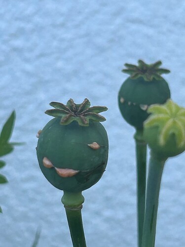 Growreport Bild 34