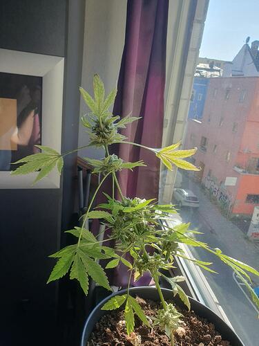 Growreport Bild 1