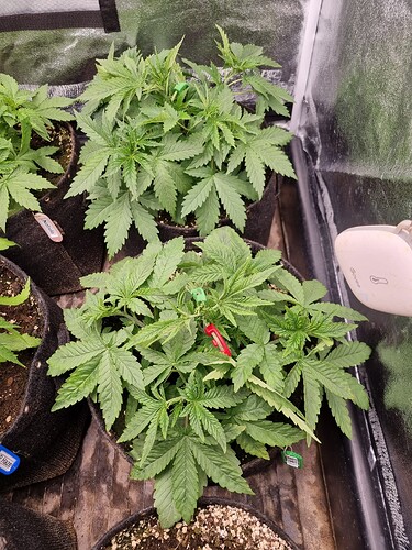 Drei junge Cannabispflanzen in Stofftöpfen, die sich in der Wachstumsphase befinden. Eine Pflanze hat ein Namensschild mit 'Nebula' und eine andere mit 'P. Haze'.