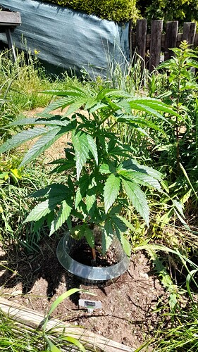 Growreport Bild 31