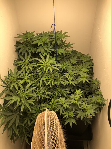 Growreport Bild 20