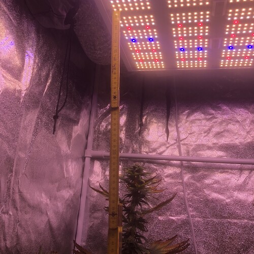 Growreport Bild 1