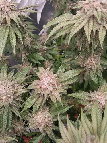 IMG_20250303_162512 - Kopie