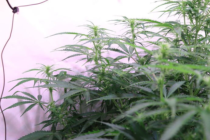 Growreport Bild 9