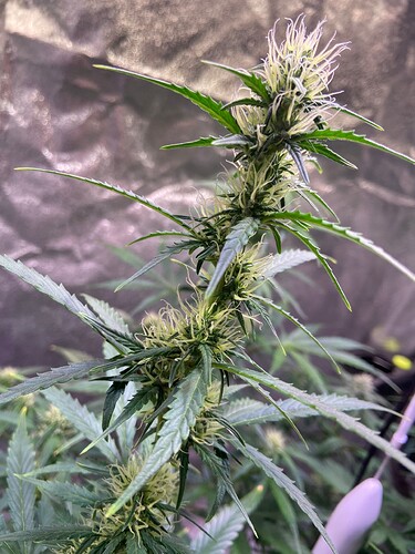 Growreport Bild 9