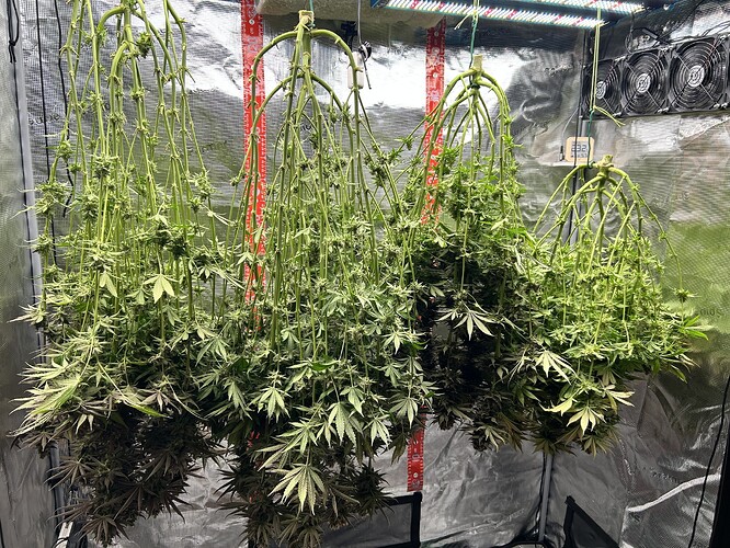 Vier kopfüber im Growzelt hängende Cannabis-Pflanzen zur Trocknung.