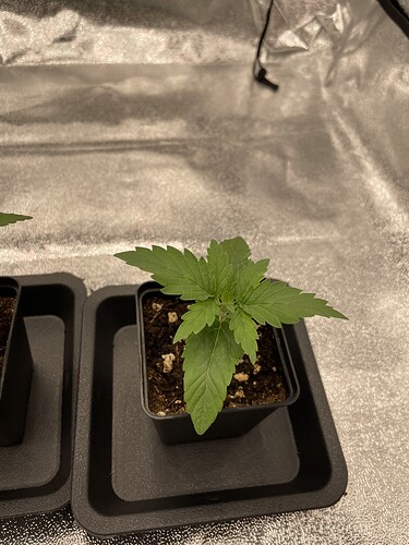 Growreport Bild 31
