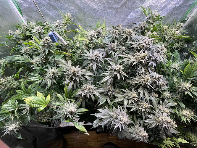 Growreport Bild 2