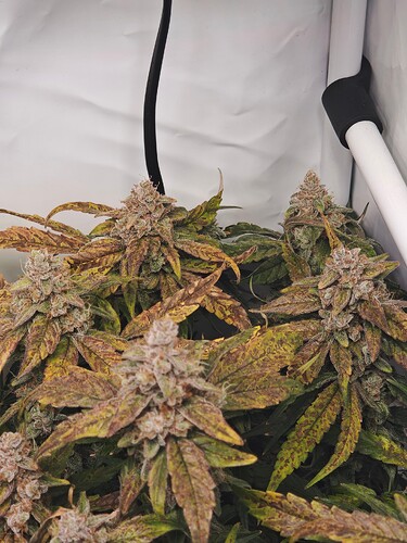 MVIMG_20251128_151301