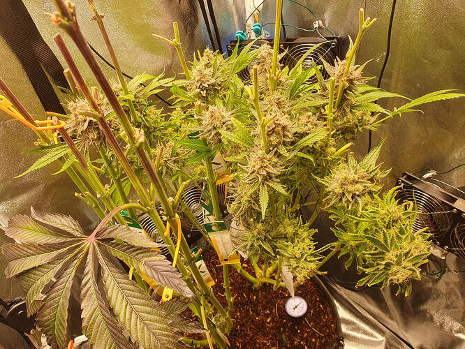 Growreport Bild 18