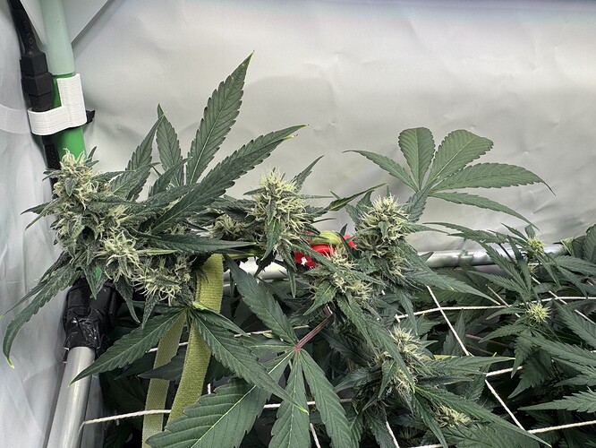 Growreport Bild 9