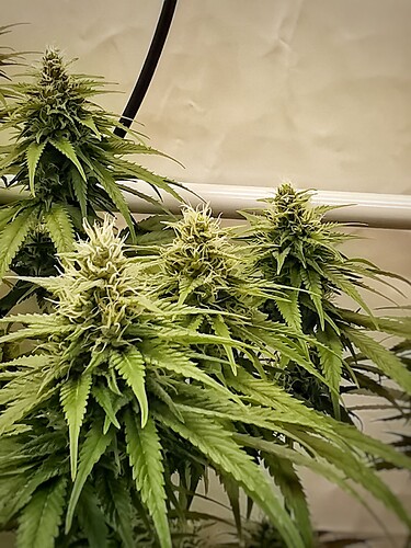 Growreport Bild 1