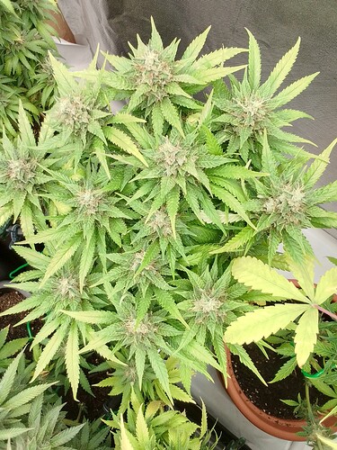 Growreport Bild 6
