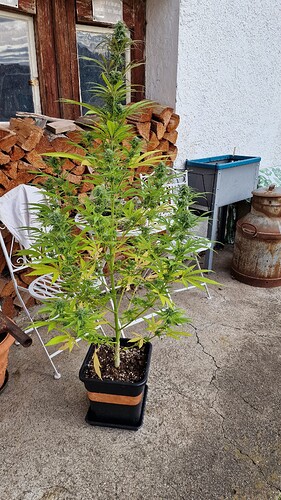Growreport Bild 9