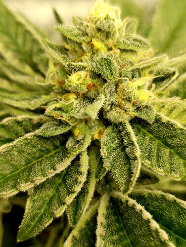 Growreport Bild 5