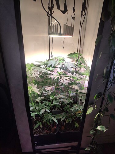 IMG_20241008_211931_416