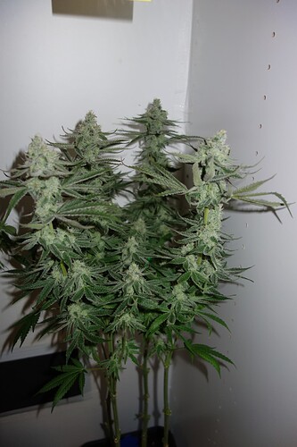 Growreport Bild 11