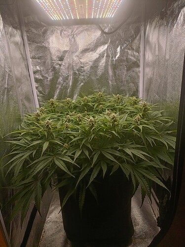 Growreport Bild 2
