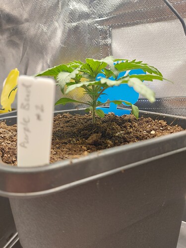 Growreport Bild 2