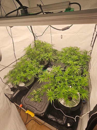 Growreport Bild 3