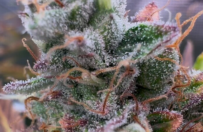 Growreport Bild 22