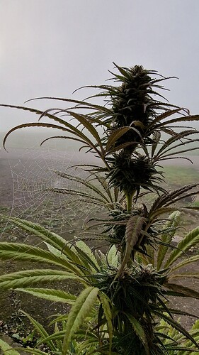 Growreport Bild 1