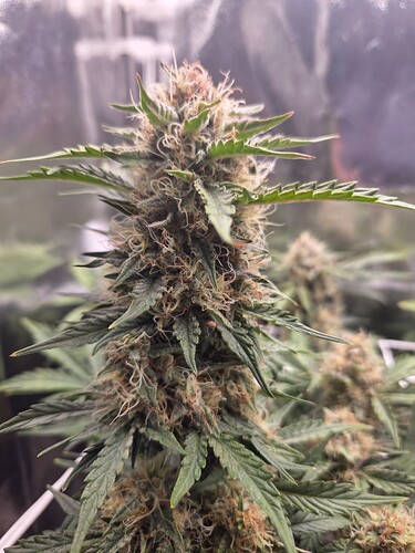 Growreport Bild 5