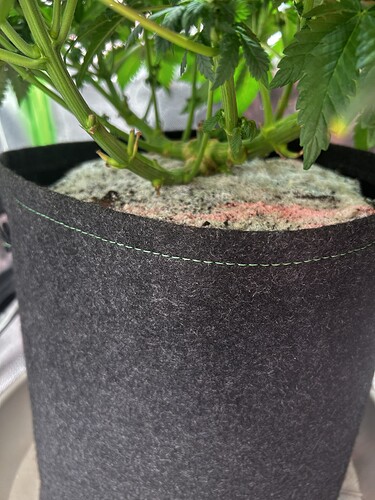 Growreport Bild 6