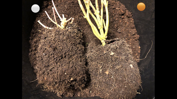 Growreport Bild 35