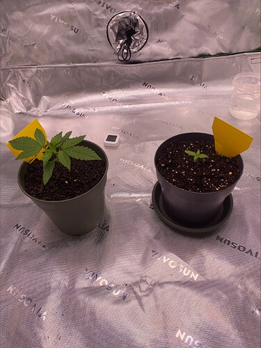 Growreport Bild 4